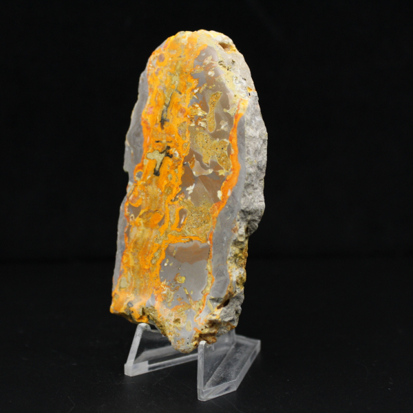 Bumblebee Jasper