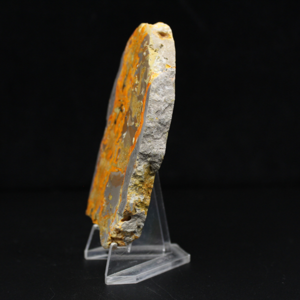 Bumblebee Jasper