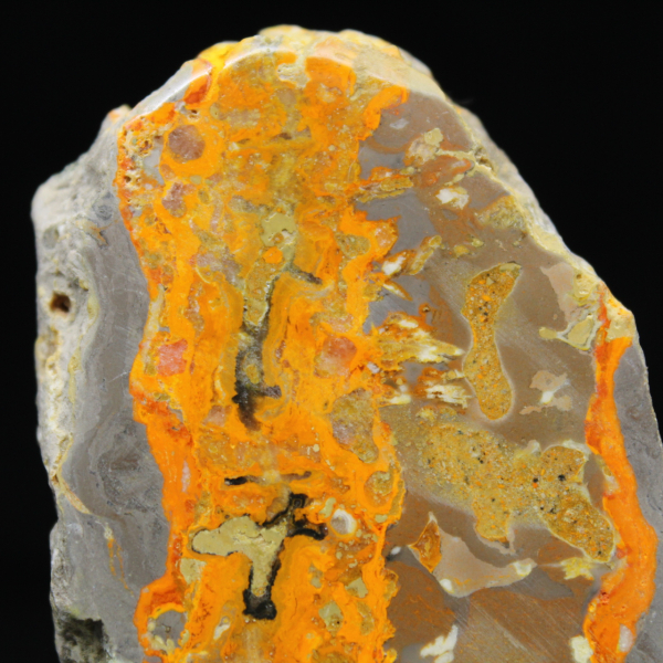 Bumblebee Jasper