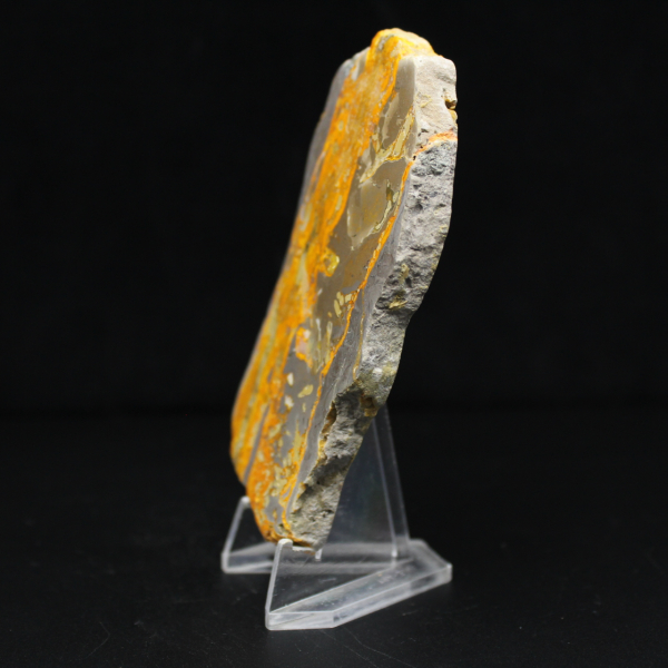 Bumblebee Jasper