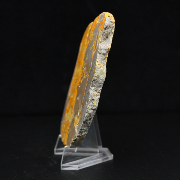Bumblebee Jasper
