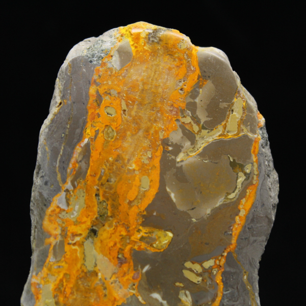 Bumblebee Jasper