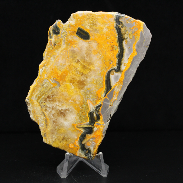 Bumblebee Jasper