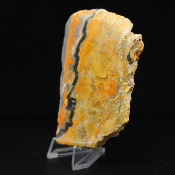 Bumblebee Jasper