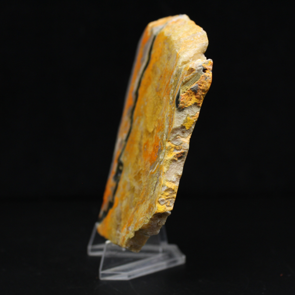 Bumblebee Jasper