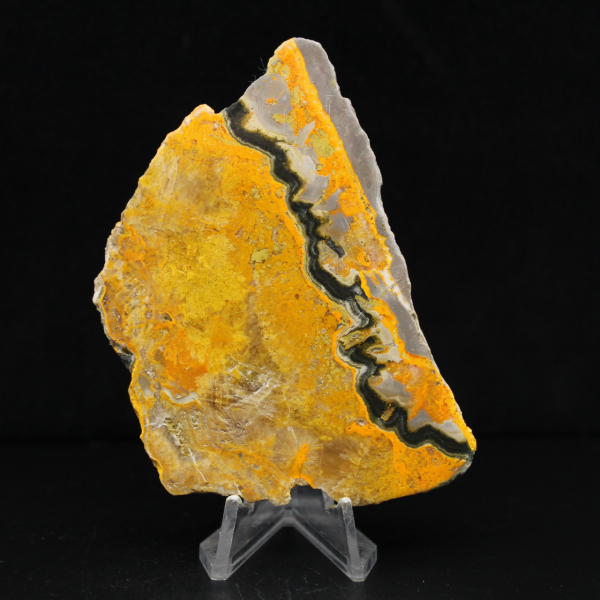 Bumblebee Jasper