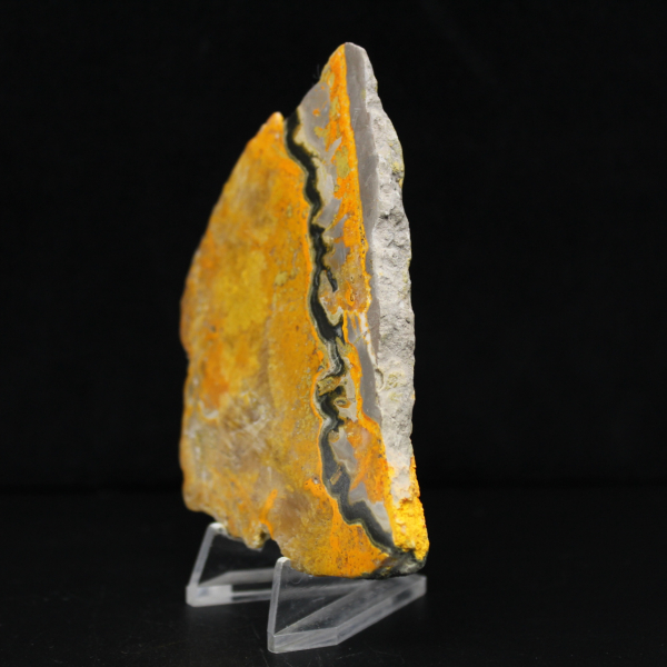 Bumblebee Jasper