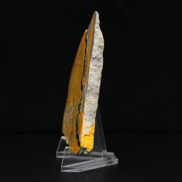 Bumblebee Jasper