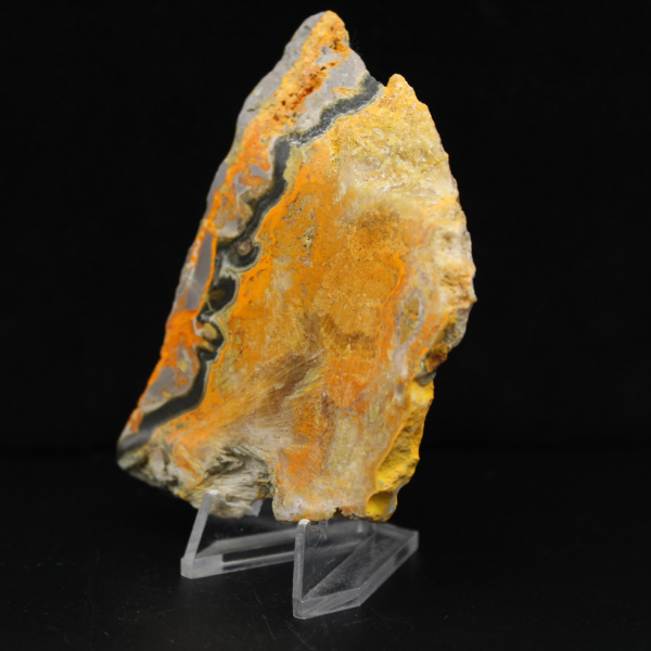 Bumblebee Jasper