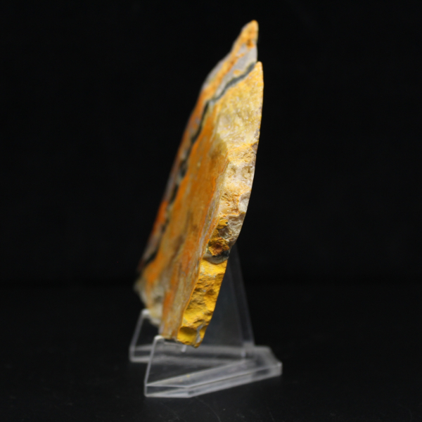 Bumblebee Jasper