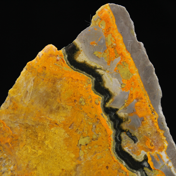 Bumblebee Jasper