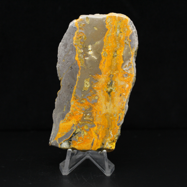 Bumblebee Jasper