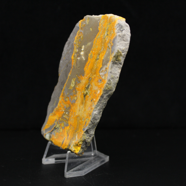Bumblebee Jasper