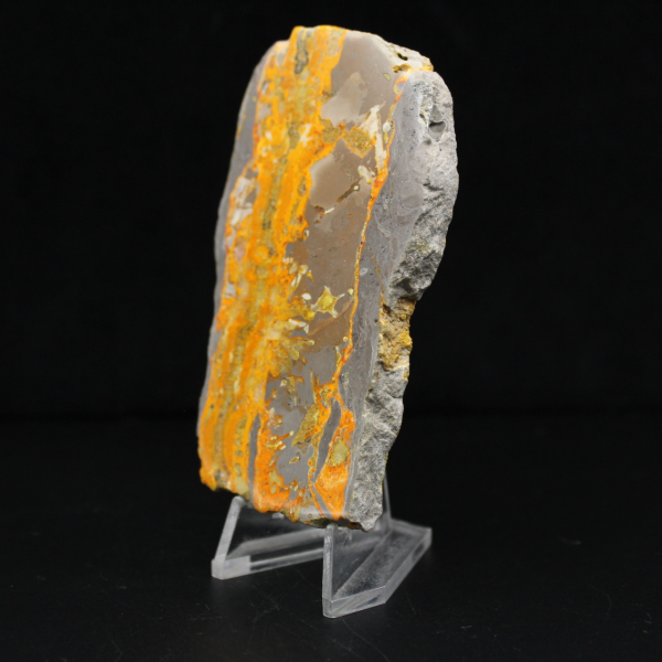 Bumblebee Jasper