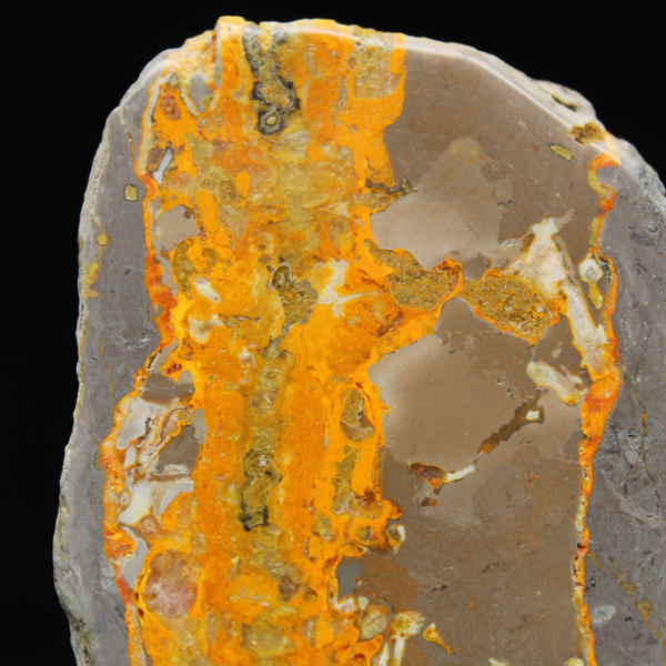 Bumblebee Jasper