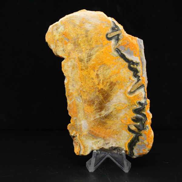 Bumblebee Jasper