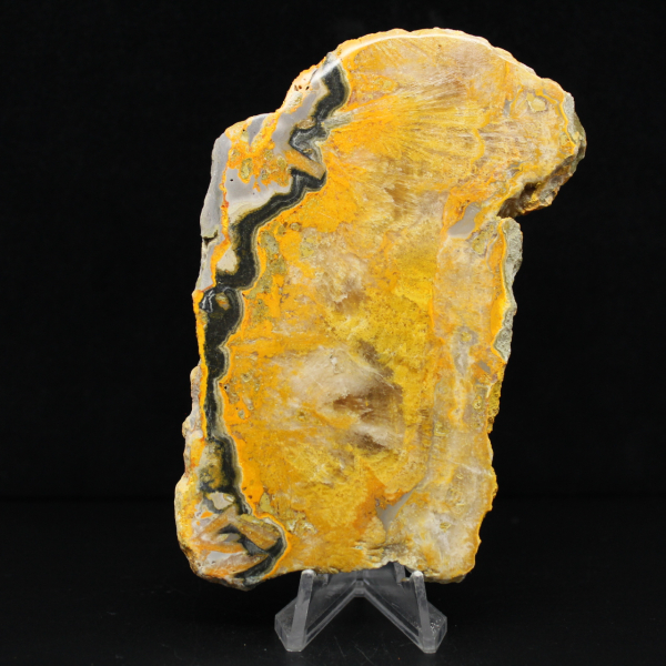 Bumblebee Jasper