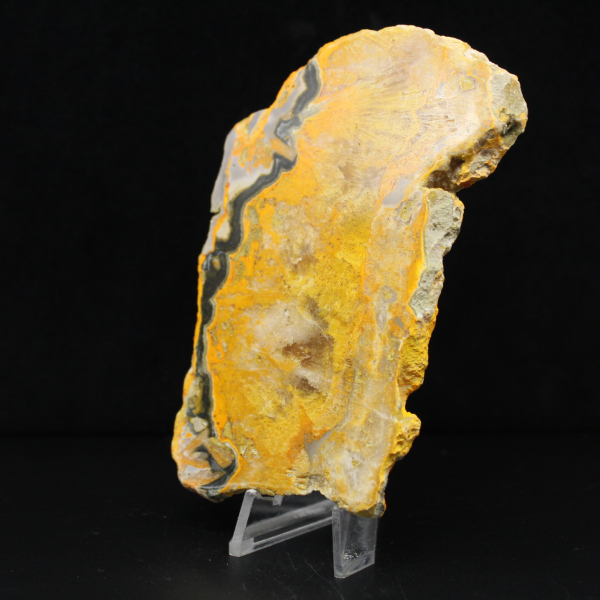 Bumblebee Jasper