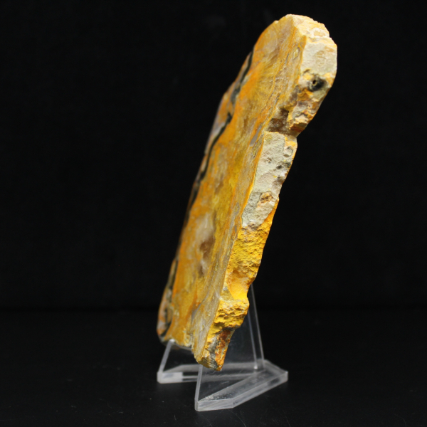 Bumblebee Jasper