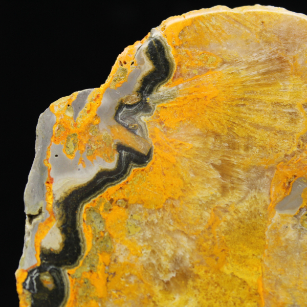 Bumblebee Jasper