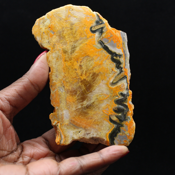 Bumblebee Jasper