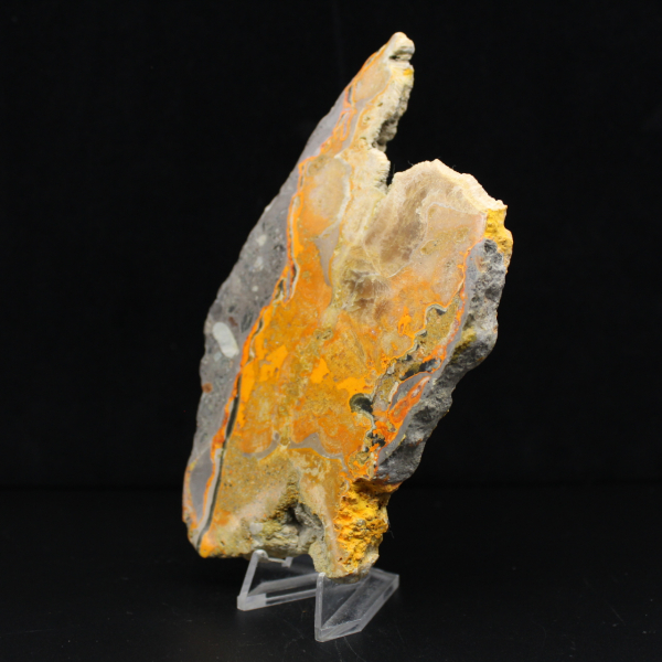 Bumblebee Jasper