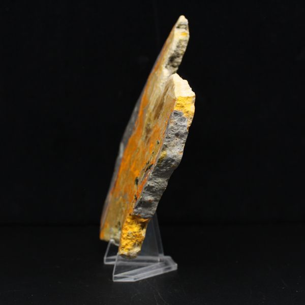 Bumblebee Jasper