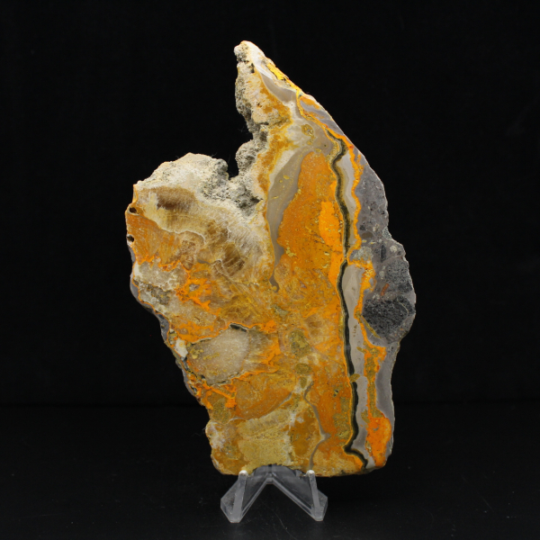 Bumblebee Jasper