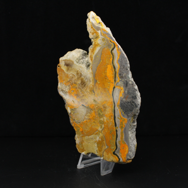 Bumblebee Jasper