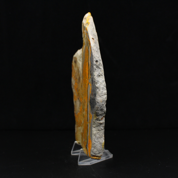 Bumblebee Jasper