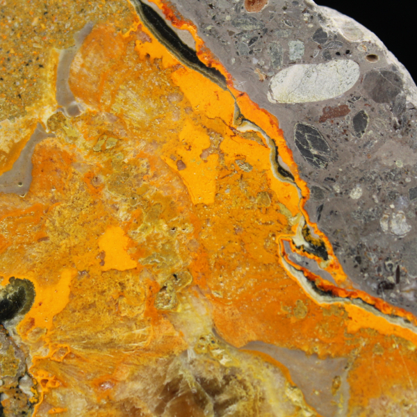 Bumblebee Jasper