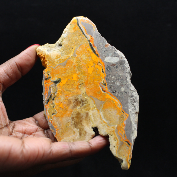 Bumblebee Jasper