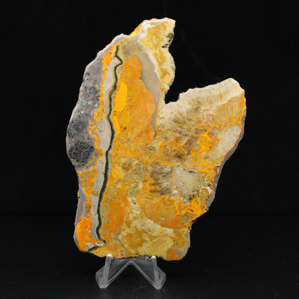 Bumblebee Jasper