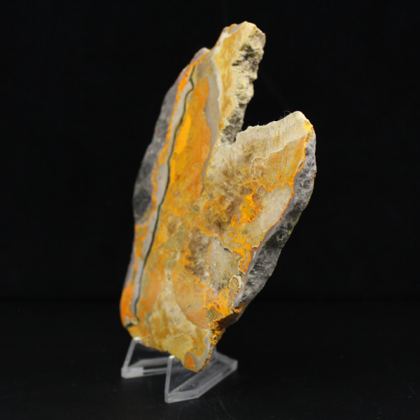 Bumblebee Jasper
