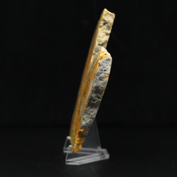 Bumblebee Jasper