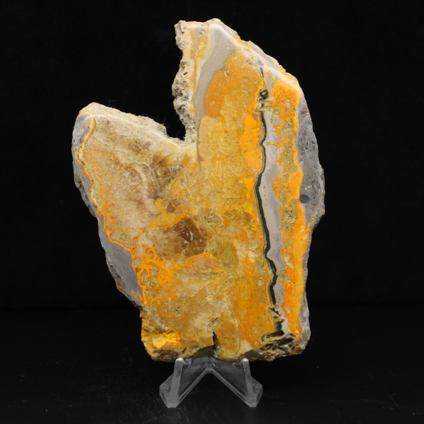 Bumblebee Jasper