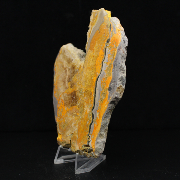 Bumblebee Jasper