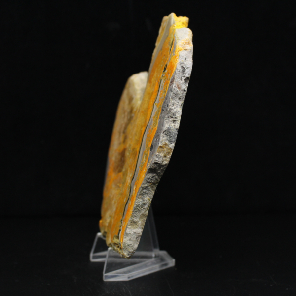 Bumblebee Jasper