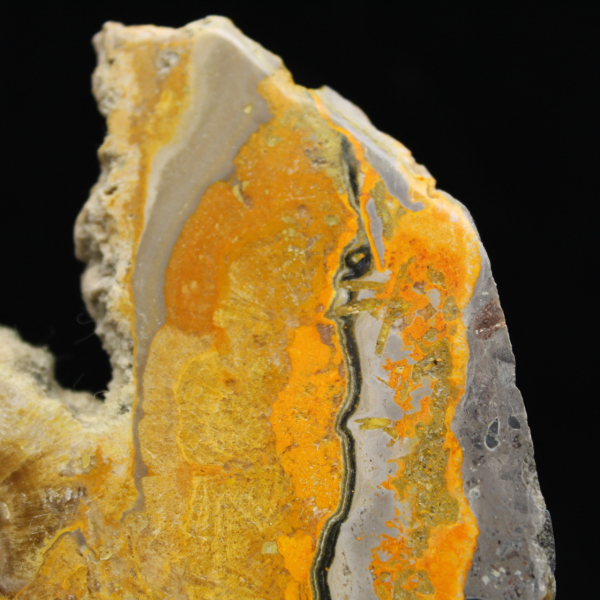 Bumblebee Jasper