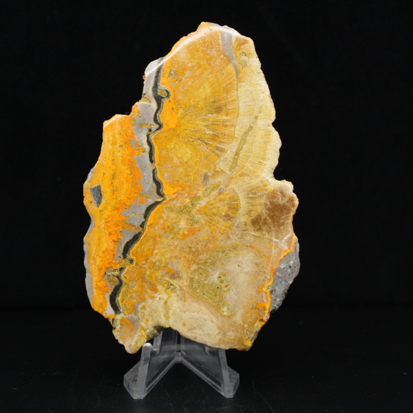 Bumblebee Jasper