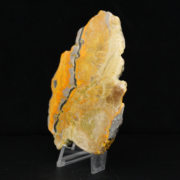 Bumblebee Jasper