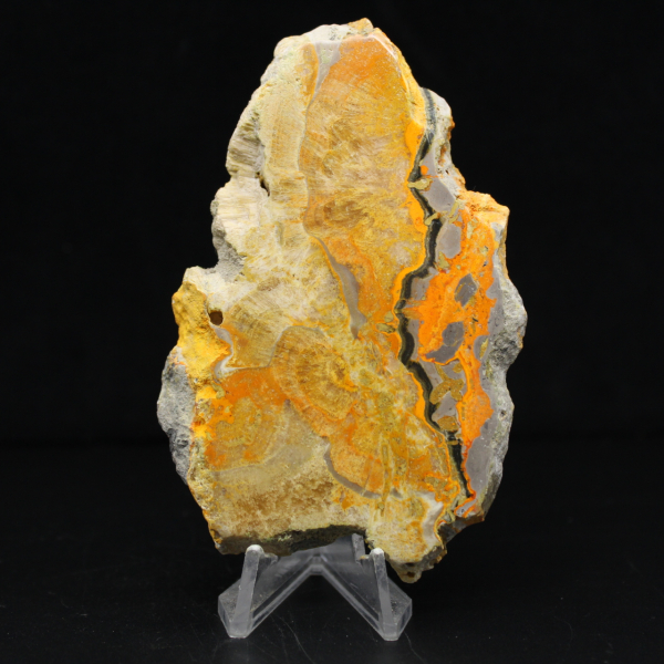 Bumblebee Jasper