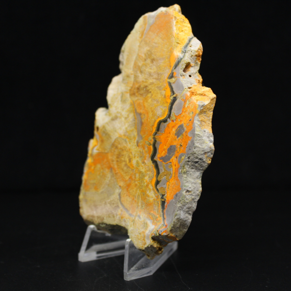 Bumblebee Jasper