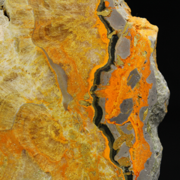 Bumblebee Jasper