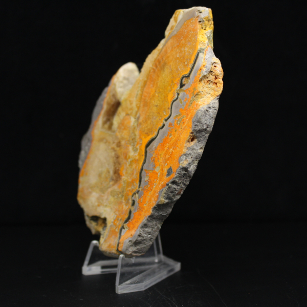 Bumblebee Jasper