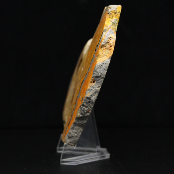 Bumblebee Jasper