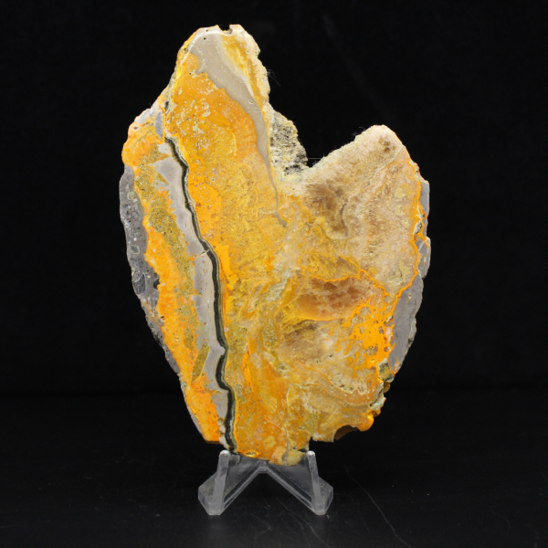 Bumblebee Jasper