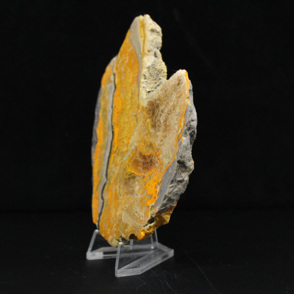 Bumblebee Jasper