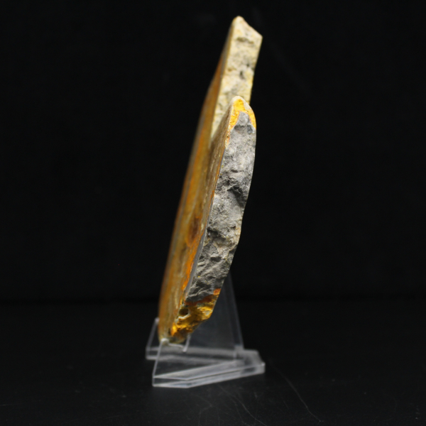 Bumblebee Jasper