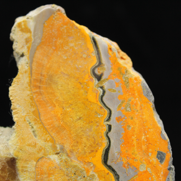 Bumblebee Jasper